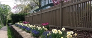 cedar-picket-fence-painted-contractor